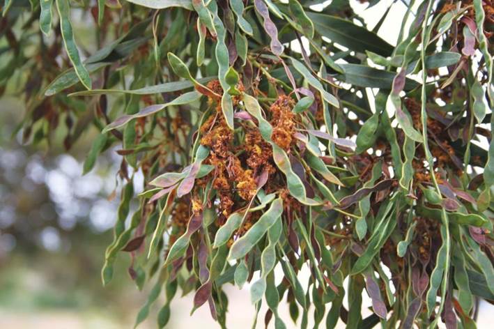 Descripción: Descripción: D:\JM-disco duro\Vasculares x familia-todas\angiospermas-fotos-icon-textos\Fabaceae\FABACEAE EXOTICAS\Acacia saligna Camping Morrillos )16 de Noviembre del 2012) FJMB.JPG